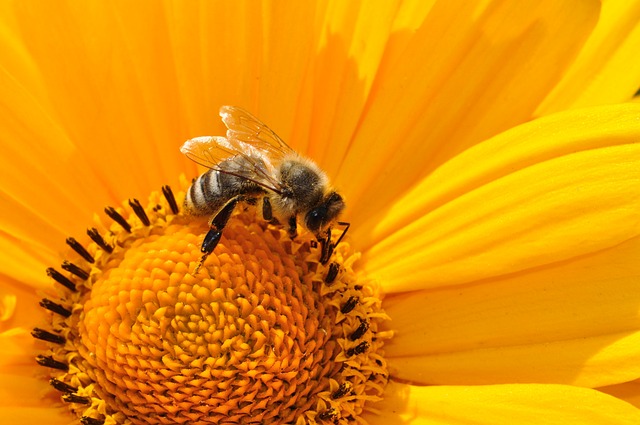 Hvepsefælder og insektfangere: Hvad siger forskningen om deres virkning og bivirkninger?